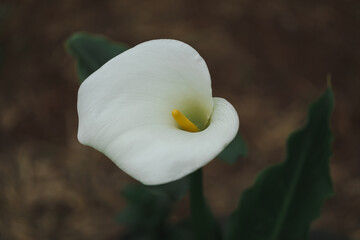 Funeral or Peace Lily in garden with soft background for copy space