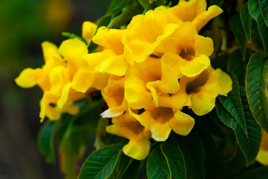 Close-up blossoming of yellow tecoma flowers outdoor