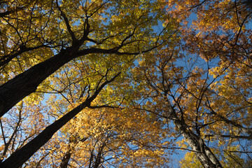 autumn trees in the park