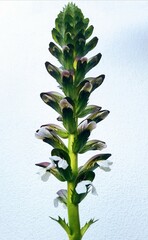 Orobanche,  broomrape; this is genus of over 200 species of small parasitic herbaceous plants - obrazy, fototapety, plakaty