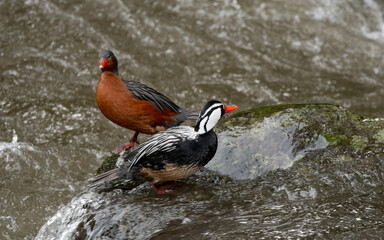 patos cortacorrientes (Marganetta armata)