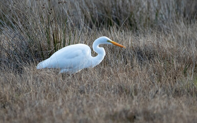 garza grande (Ardea alba)