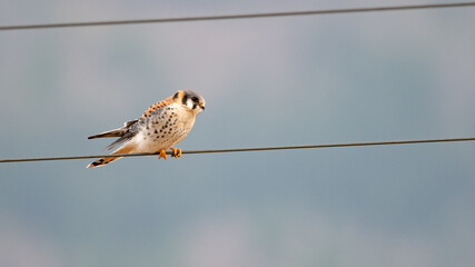 Cernicalo (Falco sparverius)