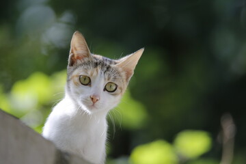 portrait of a cat