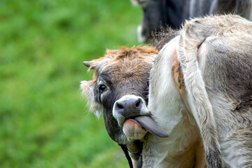 Selective focus shot of a cow licking another cow on the farm