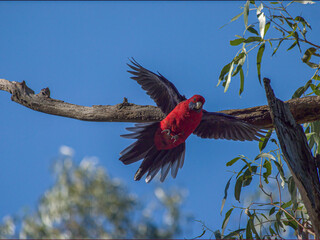King Parrot Spread