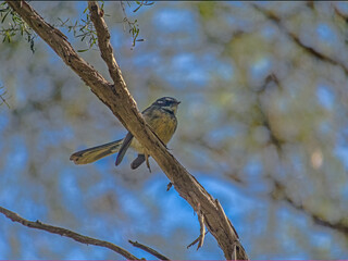 Willie Wagtail Angled