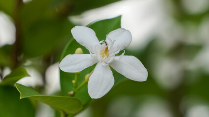 Close-up photo of gardenia flowers in the morning.