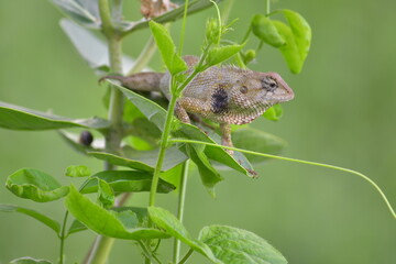 Female chameleon she is pregnant. She looking for a place to lay eggs.