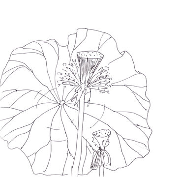 Lotus bolls and leaf, graphic black and white linear drawing
