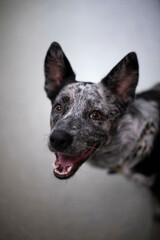 Blue heeler pup portrait