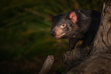 Closeup shot of a Tasmanian Devil on a tree in Australia