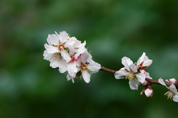 flowering almond tree in blossom against a green background, in Adelaide, South Australia,...