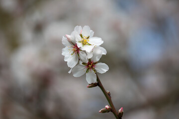 flowering almond tree in blossom during spring, 