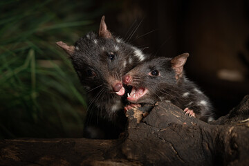 Closeup shot of two Eastern Quolls, Dasyurus viverrinus in Tasmania, Australia