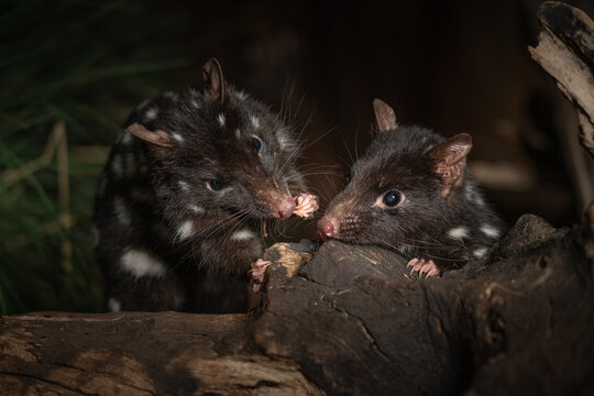 Closeup shot of two Eastern Quolls, Dasyurus viverrinus in Tasmania, Australia