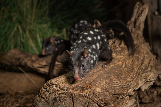 Closeup shot of Eastern Quolls, Dasyurus viverrinus in Tasmania, Australia