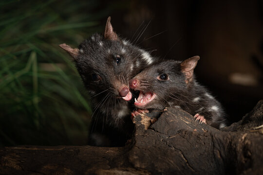 Closeup shot of two Eastern Quolls, Dasyurus viverrinus in Tasmania, Australia