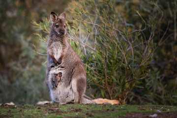Wallaby with Joey in Tasmania, Australia