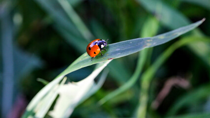 Ladybug sitting on a flower leaf warm spring day on a leaf insect beetle. Macro of seven spot ladybug Coccinella septempunctata .
