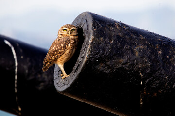 owl in urban area rio de janeiro