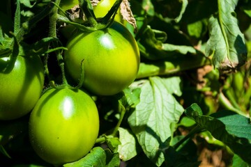 green tomatoes hangs on a branch. gardening