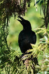 crow in the forest