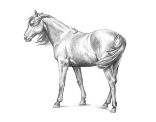 Hand drawn sketch of horse standing isolated on white background, farm animal or pet horse illustration © Abbies Art Shop