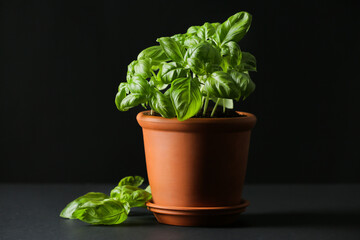 Fototapeta premium Fresh basil in pot on dark background