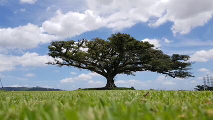 field and blue sky