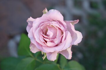 Beautiful of pink rose flowers tropical with green leaves