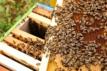 Honey frame with bees at apiary, closeup