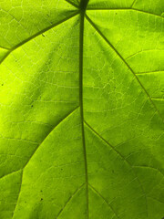 Fototapeta na wymiar Large Green Leaf with Veins