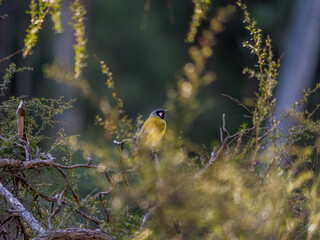 Yellow Robin In Bush