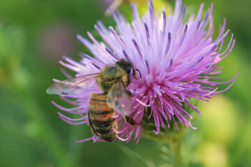 honey bee hanging on a beautiful thorn flower