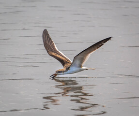 Black Skimmer skimming the water for food