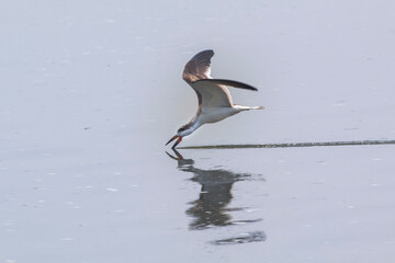 Black Skimmer skimming the water for food