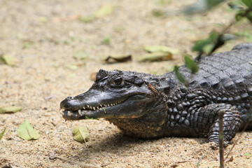 a crocodile is an order of mostly large predatory