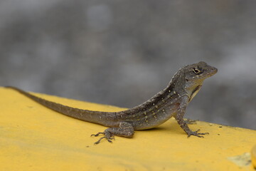 Brown Anole Lizard