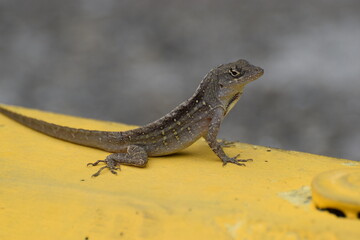 Brown Anole Lizard