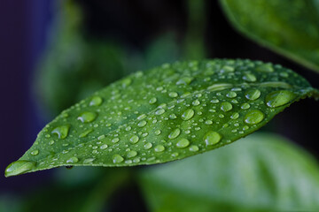 leaf with water drops