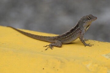 Brown Anole Lizard