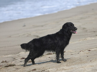 black dog on beach,dog on the beach