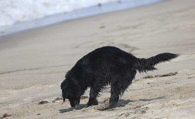 black dog on the beach, dog on the beach, dog digging in the sand
