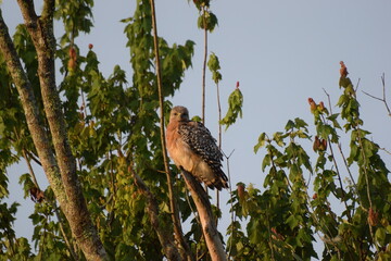 Hawk