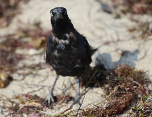 Long tailed grackle, Male