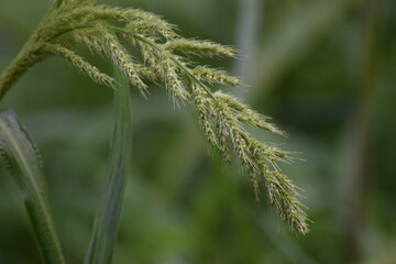 Grass