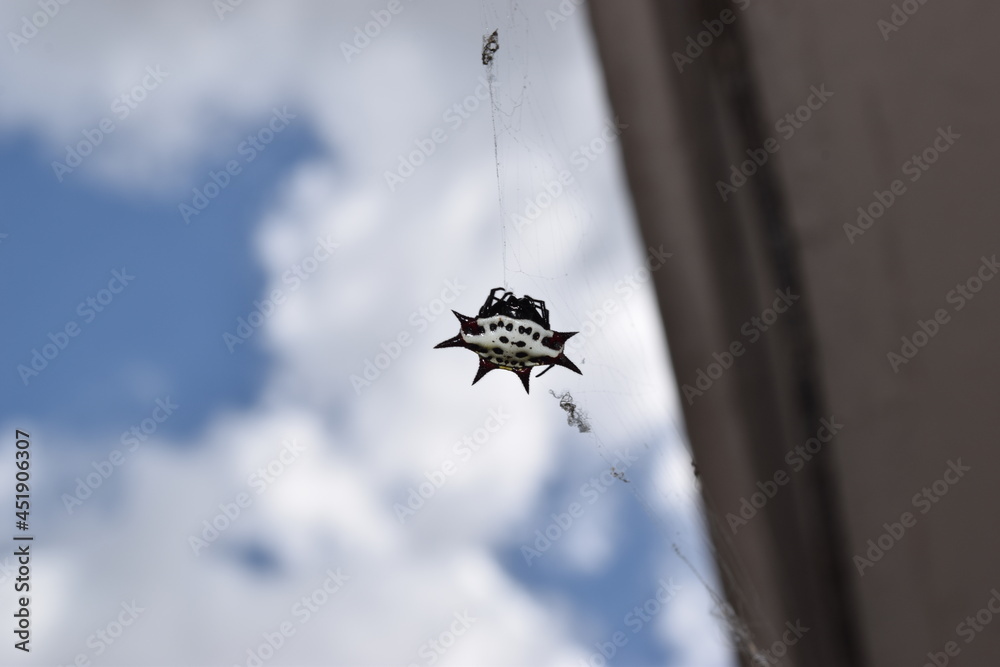 Poster orb weaver w web