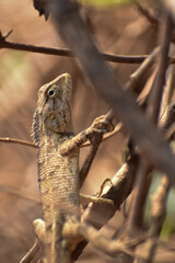 The Indian chameleon is a species of chameleon found in Sri Lanka, India