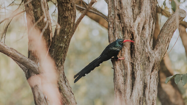Green wood hoopoe bird perched on a tree outdoors during daylight